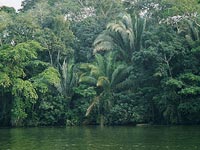 Rain Forest Landscape